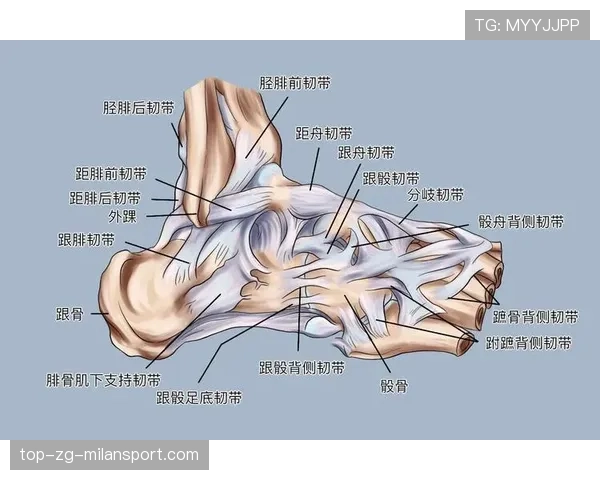 韧带替代物:人工与自体之争,人工韧带与自体韧带